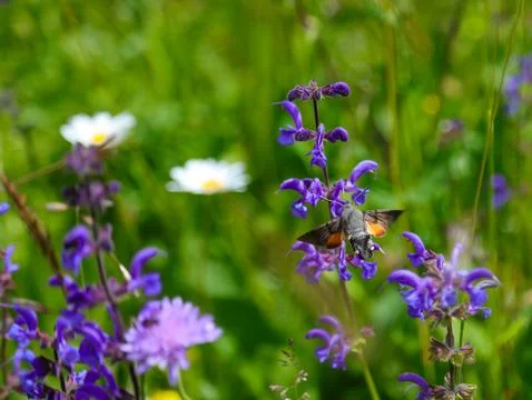 Hummingbird hawk moth hovering over purple wild flowers in summer meadow Fotos Stock