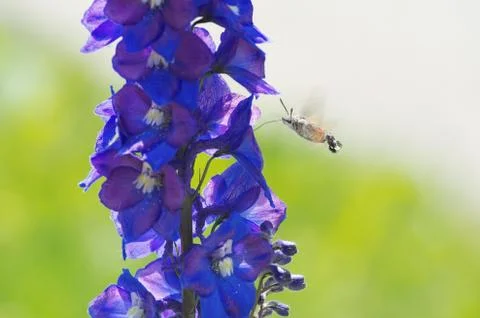 Hummingbird Hawk-moth Hovering Stock Photos
