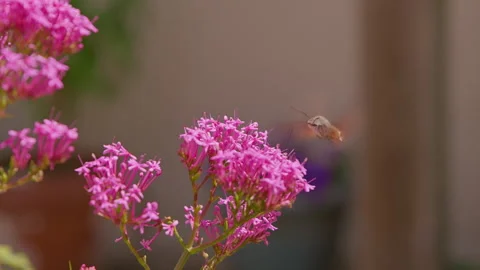 Hummingbird Hawk Moth Hovers over Flowers in a UK Garden Stock Footage 337643547