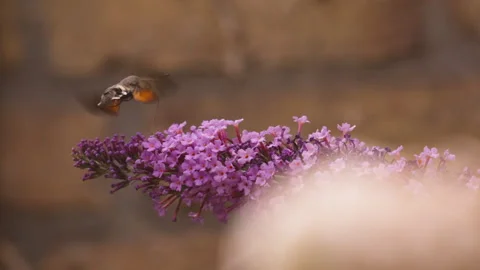 Hummingbird Hawk Moth Hovers Over Purple Flowers with Wings in Motion Stock-Footage 344542224