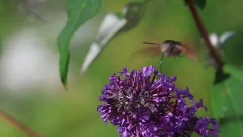Hummingbird hawk-moth macroglossum stellaratum collecting pollen from buddleja Stock Footage 309741305