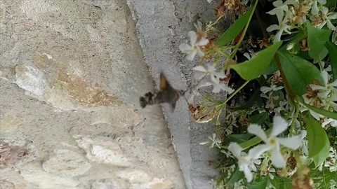 The hummingbird hawk-moth (Macroglossum stellatarum) Stock Footage 242512907