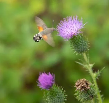 Hummingbird hawk-moth Stock Photos