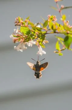 Hummingbird Hawk-Moth Stock Photos
