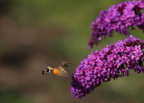Hummingbird hawk-moth Stock Photos