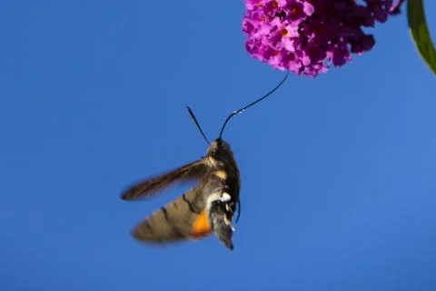 Hummingbird hawk-moth Foto stock