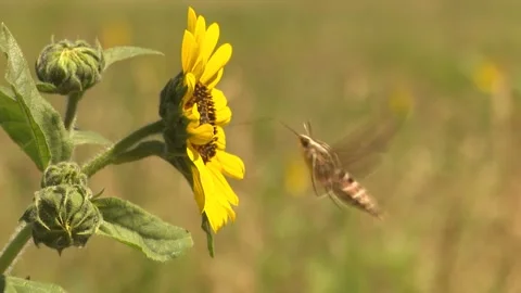 Hummingbird Hawk Moth Pollinating Sunflower Stock Footage 247500914