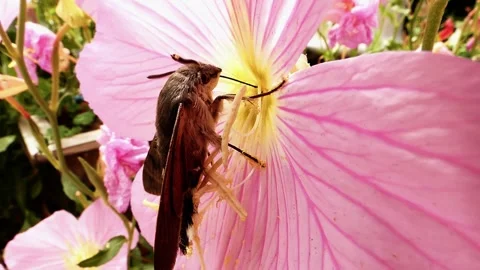 Hummingbird hawk-moth with proboscis stuck in pink flower, fluttering wings Stock Footage 318915602