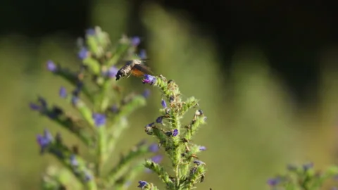 Hummingbird hawk-moth sucking nectar from Viper's Bugloss Stock Footage 341510326