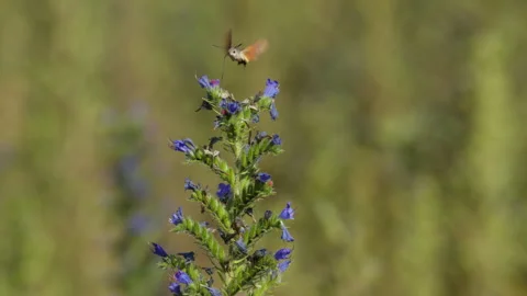 Hummingbird Hawk Moth use proboscis to suck nectar from purple blueweed flower Stock Footage 340543518