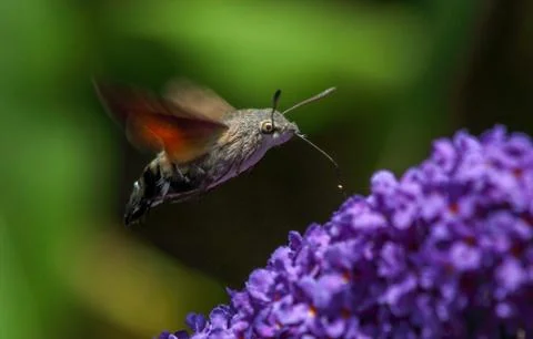 A Hummingbird Hawk Stock Photos