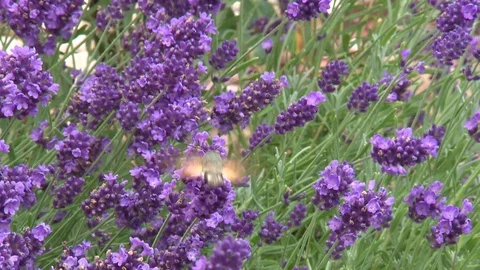 Hummingbird hawkmoth Stock Footage 78089297