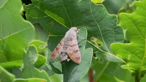 Hummingbird Hawkmoth resting on an Oak Leaf Stock Footage 340624637