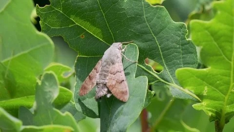 Hummingbird Hawkmoth resting on an Oak Leaf Stock Footage 340626969