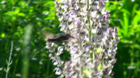 Hummingbird - HD  Stock Footage 436277