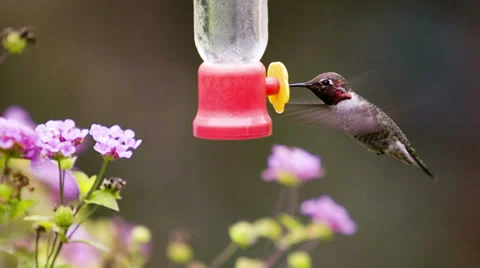 Hummingbird-HD Stock-Footage 29106503