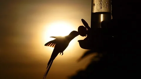 Hummingbird hovering and drinking nectar. Sunrise, spring, morning, slow Stock Footage 198766542