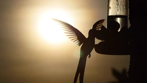 Hummingbird hovering and drinking nectar. Sunrise, spring, morning, slow Stock Footage 198767077