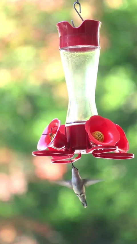 Hummingbird hovering and drinking nectar from red feeder in garden Video stock 343824466