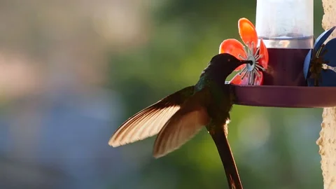 Hummingbird hovering and sipping nectar. Spring, summer. Flower feeder Stock Footage 172366379