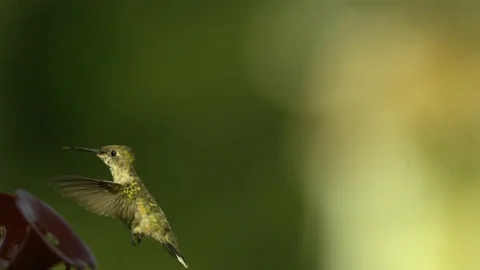 Hummingbird hovering at a bird feeder in slow motion Stock Footage 81227027