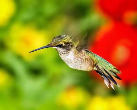 Hummingbird hovering in flight with rapidly beating wings 스톡 사진