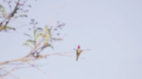 Hummingbird hovering Stock Footage 37628188
