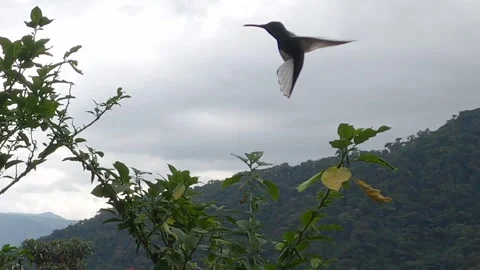 Hummingbird hovering mid-air in a forest slow motion video recorded at 60fps Stock Footage 247983425