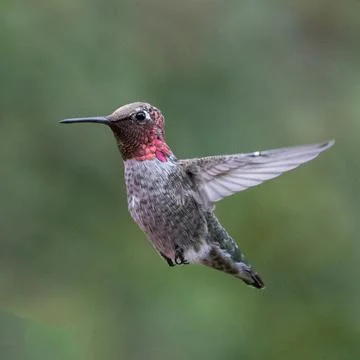 Hummingbird hovering mid-air in Oxnard California USA Stock Photos