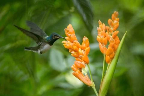 Hummingbird hovering next to orange flower,tropical forest,Ecuador,bird sucki Stock Photos