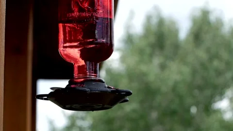 Hummingbird Hovering Over Feeder Stock Footage 234166455