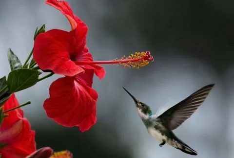 Hummingbird Hovering Over Red Flower Illustration. Stock Footage 307135518