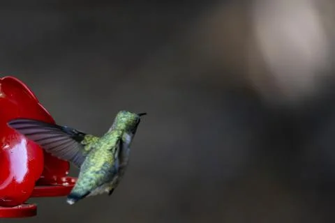 Hummingbird Hovering Stock Photos