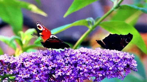 Hummingbird Hovering by Purple Blossoms Stock Footage 322549019