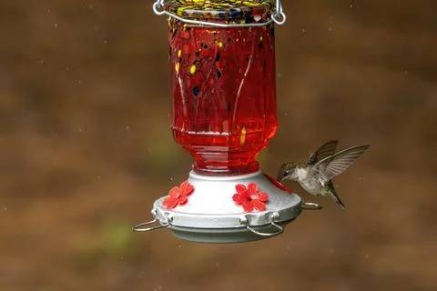 Hummingbird Hovering While Feeding Stock Photos
