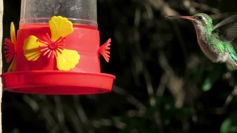 Hummingbird hovering while feeding on sweet nectar from a bright red feeder.. Stock Footage 303161301