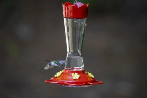 Hummingbird Hovers While Drinking Stock Photos