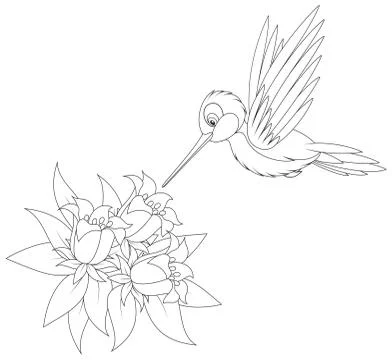Hummingbird Stock Illustration