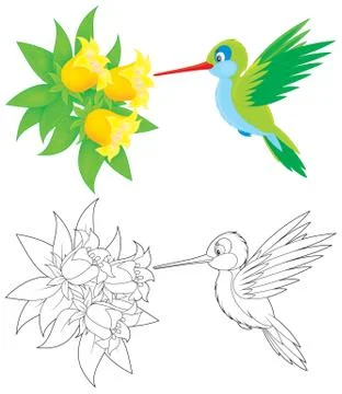 Hummingbird Stock Illustration