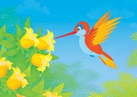 Hummingbird Stock Illustration