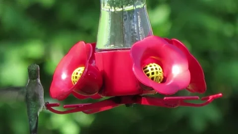 Hummingbird Landing On A Feeder Stock Footage 219625818