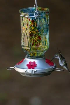 Hummingbird in the Light Foto stock