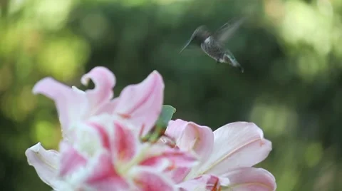 Hummingbird in the lilies Stock Footage 8515225