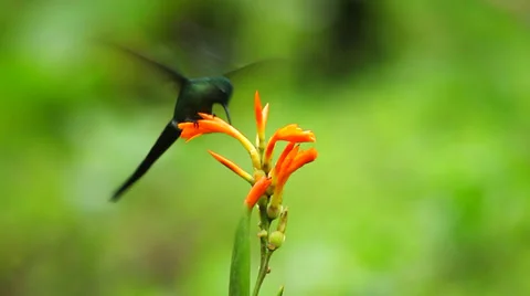 Hummingbird, Long tailed sylph feeding on orange flower. Stock Footage 37297431