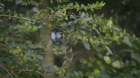 Hummingbird looking for nectar on different yellow flowers on a tree while flies Vídeos de archivo 248330910