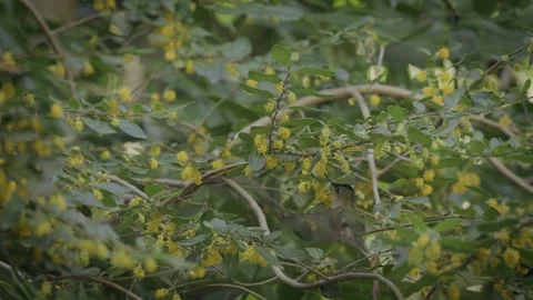 Hummingbird looking for nectar on different yellow flowers on a tree while flies 스톡 동영상 248330926