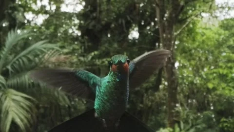 Hummingbird looks right into camera! Stock Footage 250513823