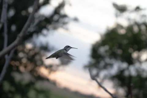Hummingbird in mid flight Stock Photos