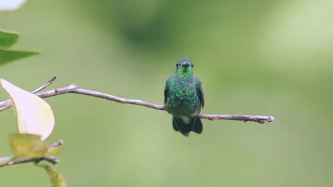 A hummingbird in Minca 스톡 동영상 300798116