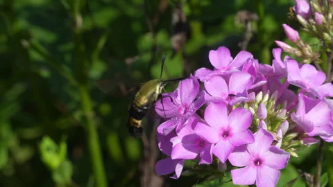 Hummingbird Moth and Pink Hydrangea Bush Video stock 308897187